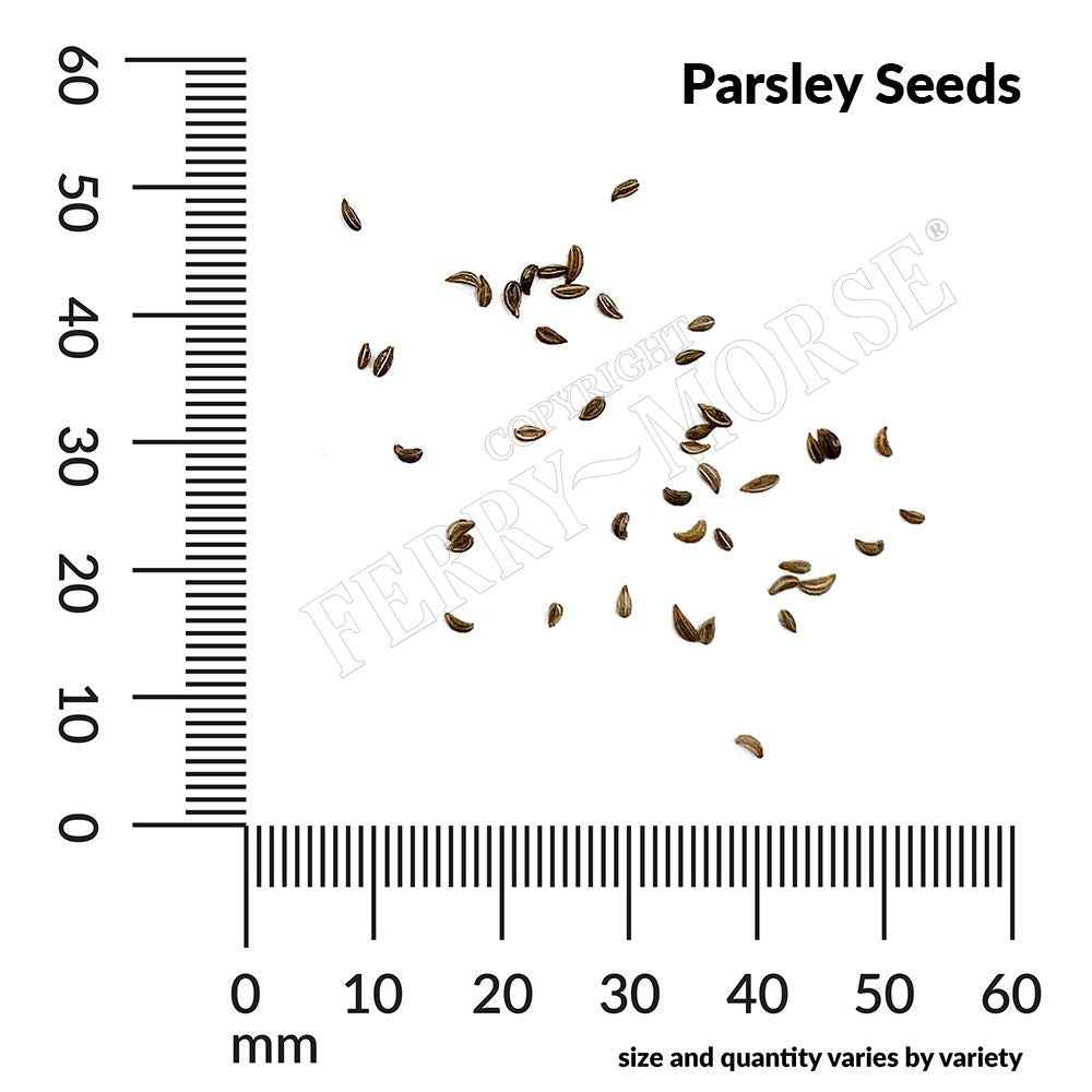 Parsley seed spill and measurement